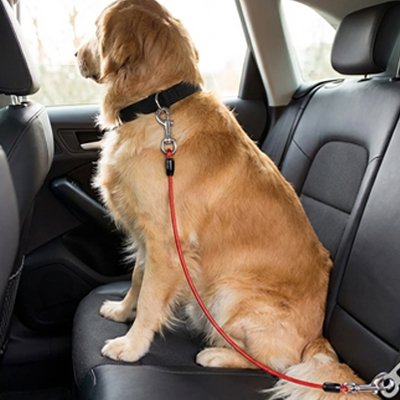 Ceinture de sécurité pour chien